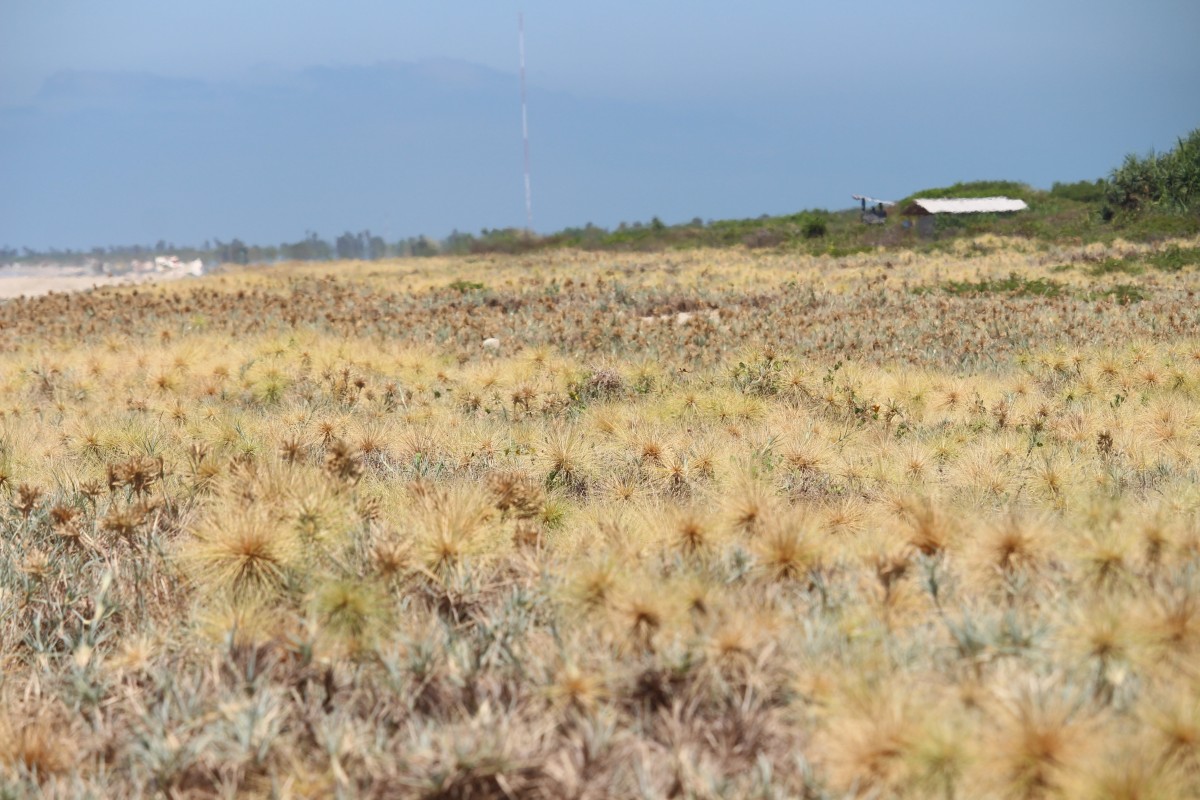 Spinifex littoreus (Burm.f.) Merr.